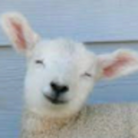 Meet your Posher, Sara - Picture 1 of 1